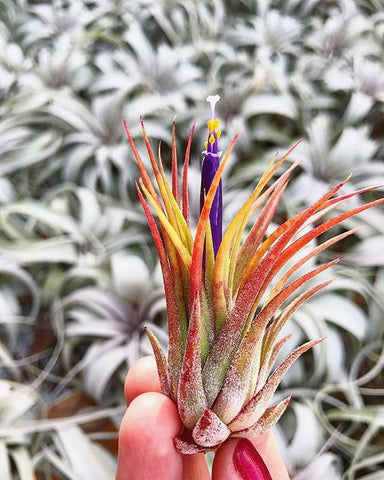 Blooming Tillandsia Ionantha Scaposa Air Plant