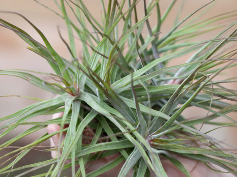 Tillandsia schiedeana air plant 