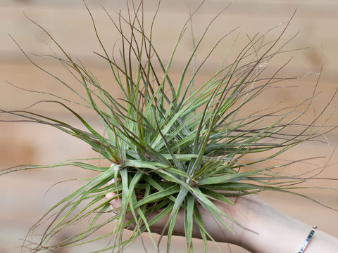 Tillandsia schiedeana air plant 