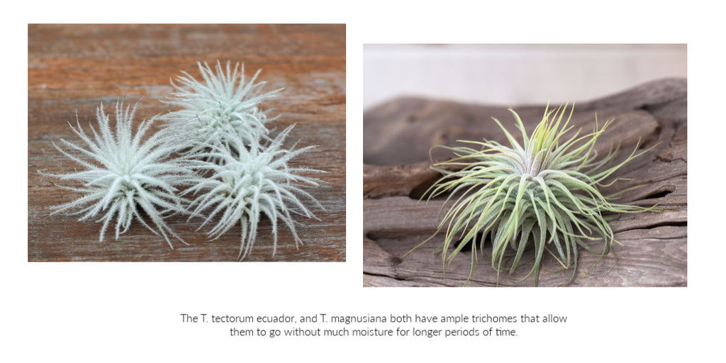 Tillandsia air plant trichomes 