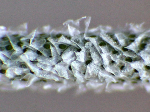 tillandsia trichomes 