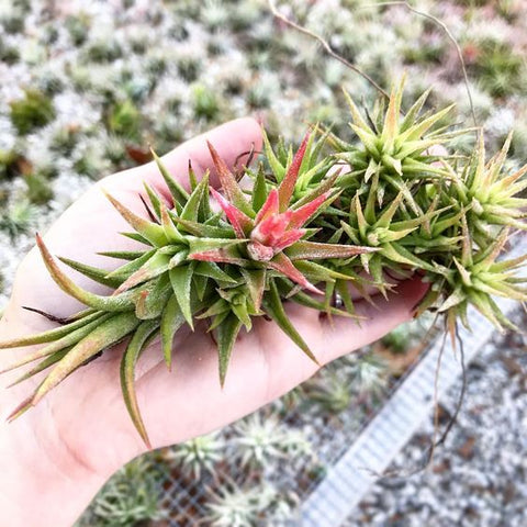 Tillandsia ionantha vanhyningii air plant 