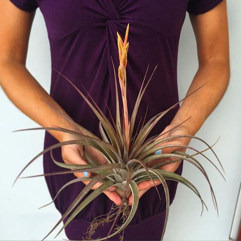 Tillandsia vernicosa air plant 