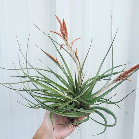 Tillandsia vernicosa air plant 