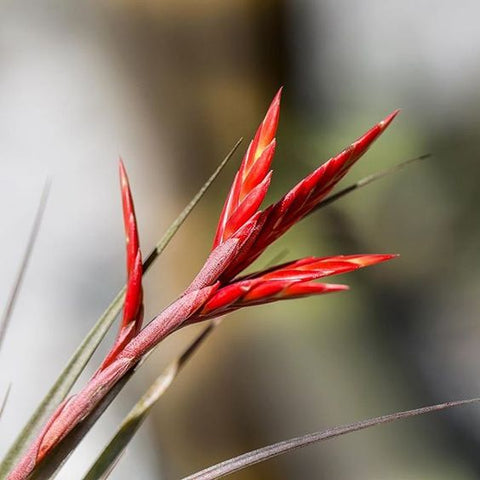 Tillandsia vernicosa air plant bloom 
