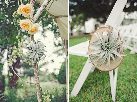 air plant wedding decor