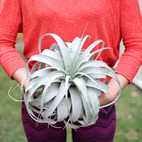 tillandsia xerographica air plant 