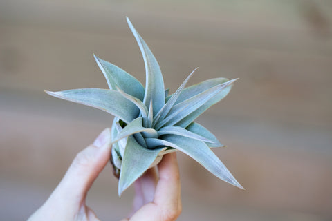 tillandsia xerographica pup 