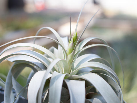 tillandsia xerographica air plant in bud