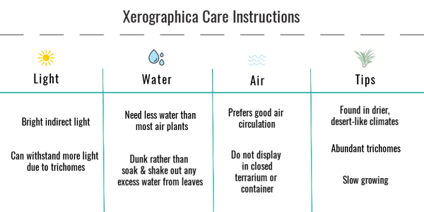 Tillandsia xerographica care instructions 