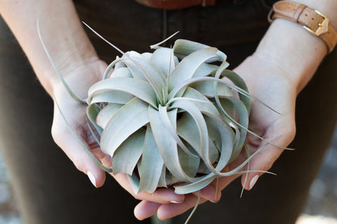 Tillandsia xerographica air plant in hands 