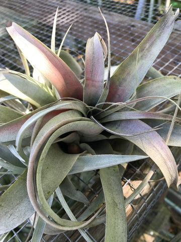 Tillandsia xerographica rot 