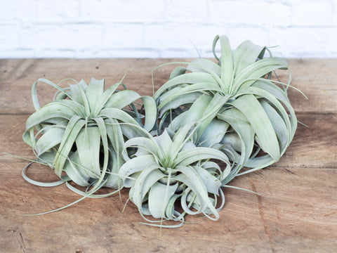 Tillandsia xerographica air plants 