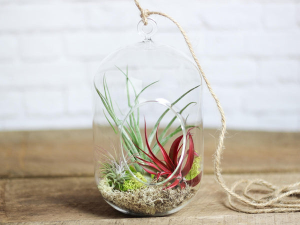 Capsule Hanging Air Plant Terrarium from Air Plant Design Studio