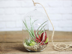 Tillandsia Air Plant Capsule Shaped Terrarium