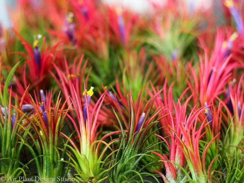 Blushing and Blooming Tillandsia Ionantha Rubra Air Plants