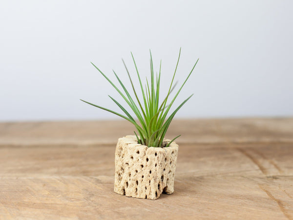 Tillandsia melanocrater tricolor air plant