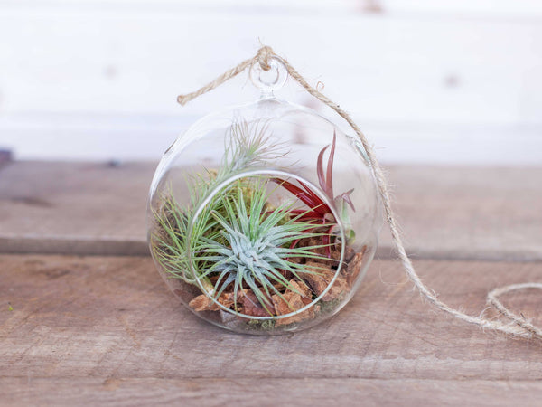 Rustic Air Plant Terrarium with bark