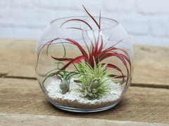 Glass Bubble Bowl Tillandsia Air Plant Terrarium