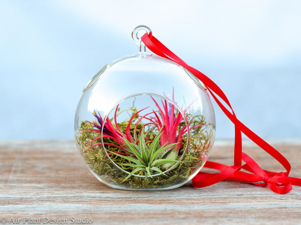 Flat Bottom Glass Globe Terrarium with Assorted Tillandsia Ionantha Air Plants and Moss