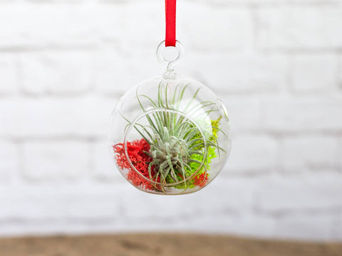 mini air plant terrarium ornament