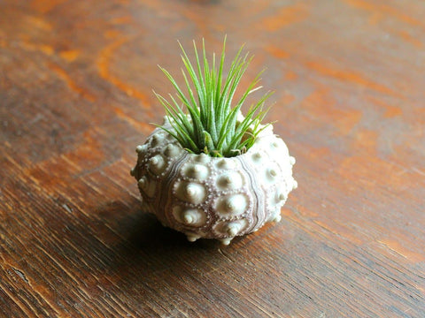 Sputnik Sea Urchin with Tillandsia Ionantha Guatemala Air Plant