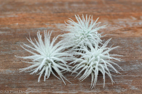 Tillandsia Tectorum Air Plants