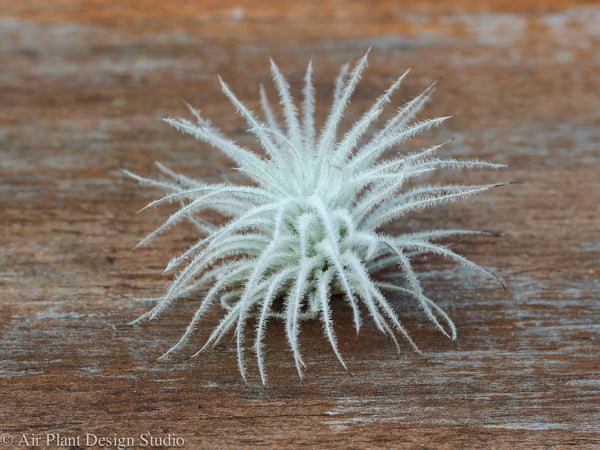 T. tectorum ecuador