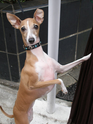  Italian Greyhounds