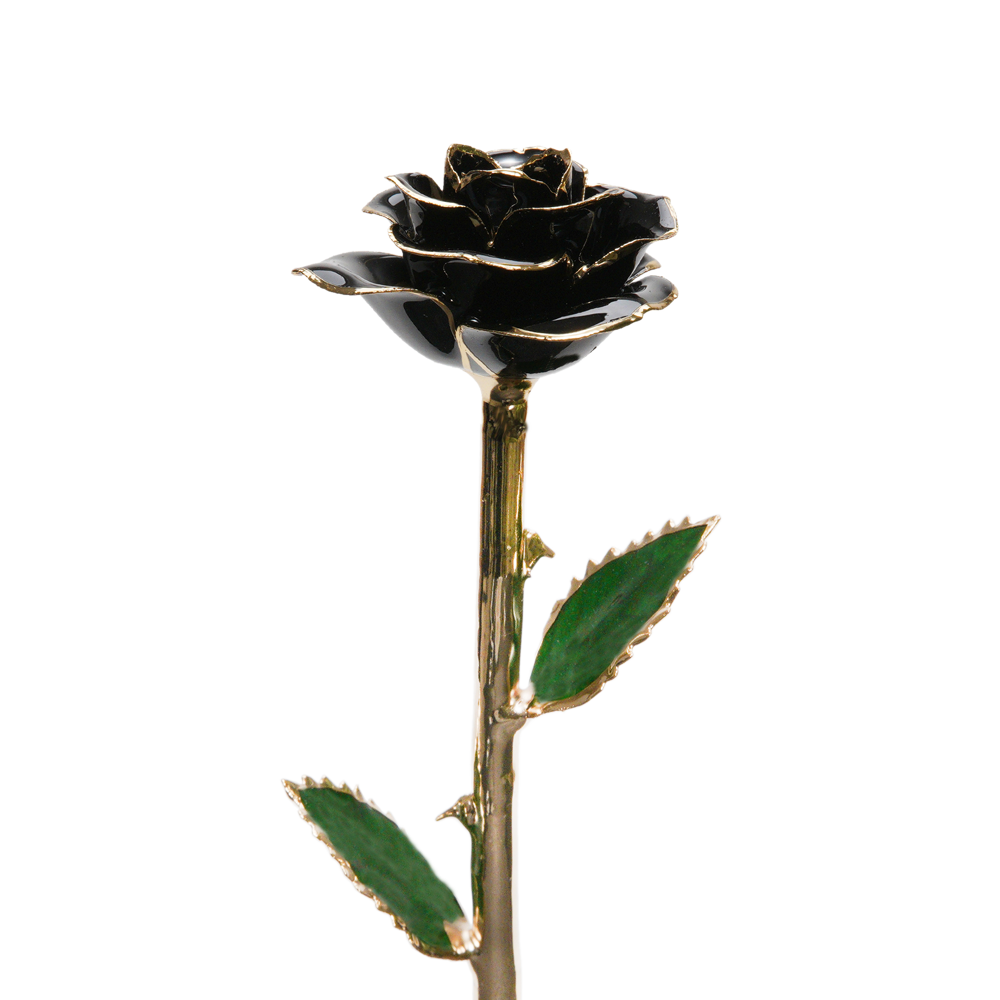 24K Gold Dipped Rose – Black