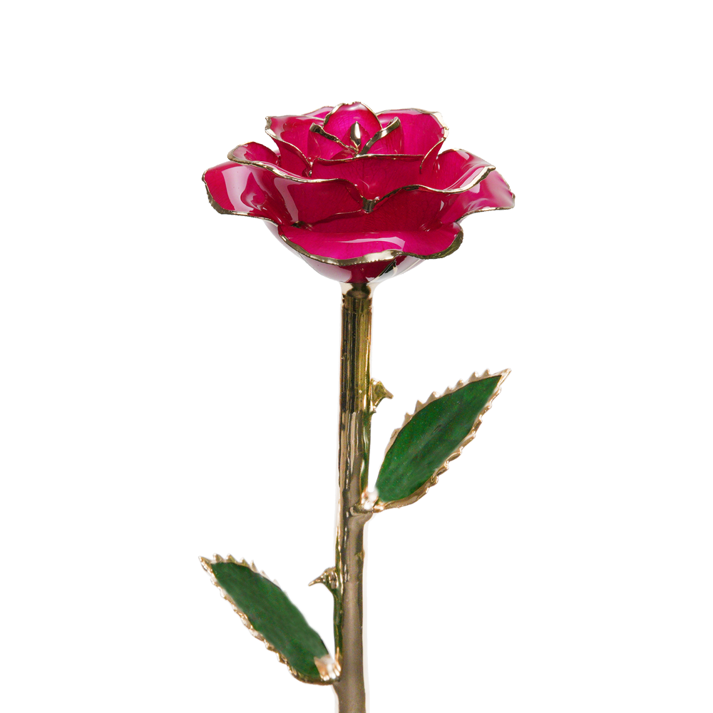 24K Gold Dipped Rose – Hot Pink