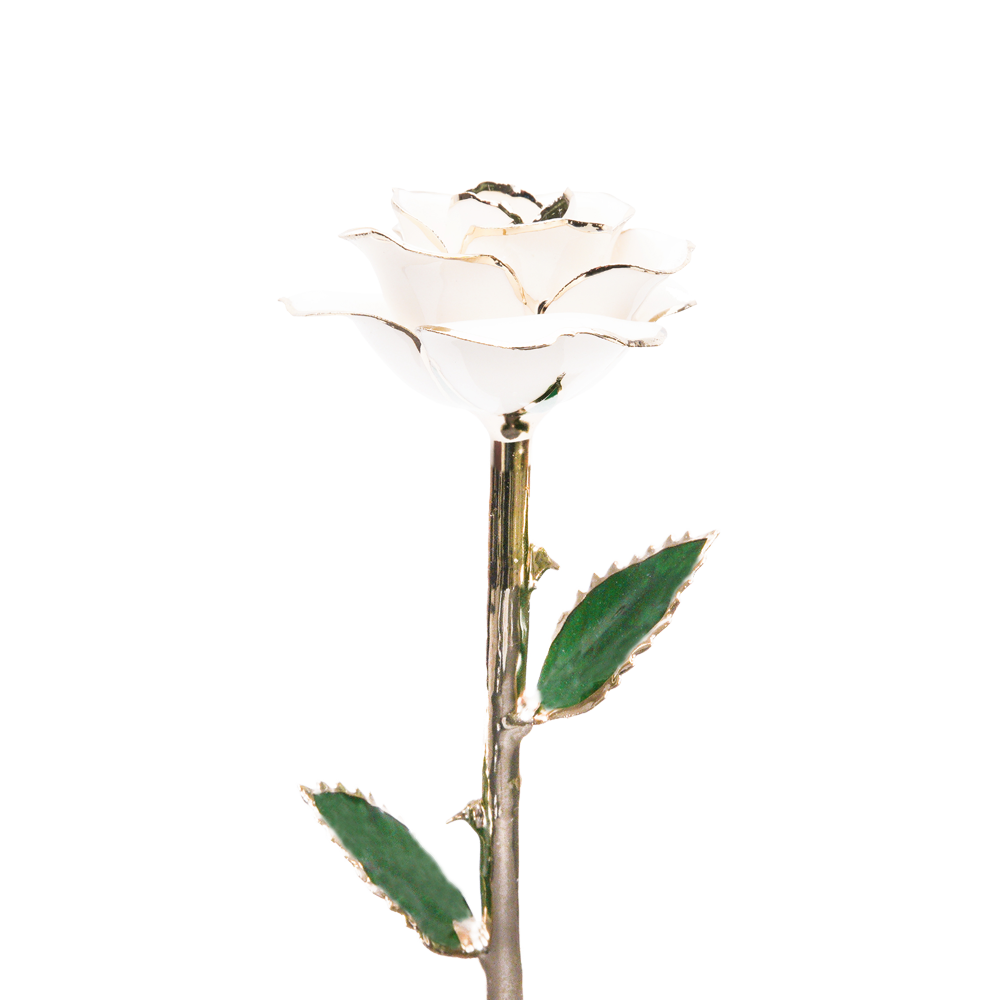 24K Gold Dipped Rose – White