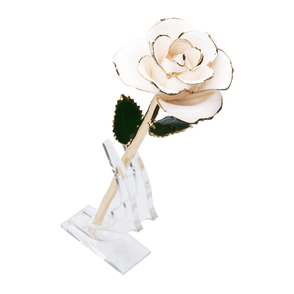 24K Gold Dipped Rose – White