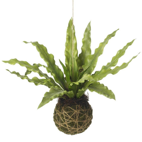 hanging ball plant fern the little house shop