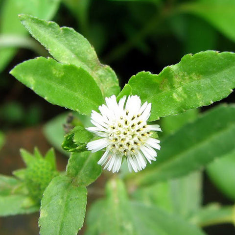 Bhringraj Herb