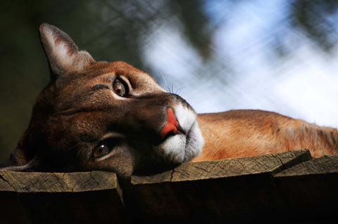 Mountain Lion Foundation image