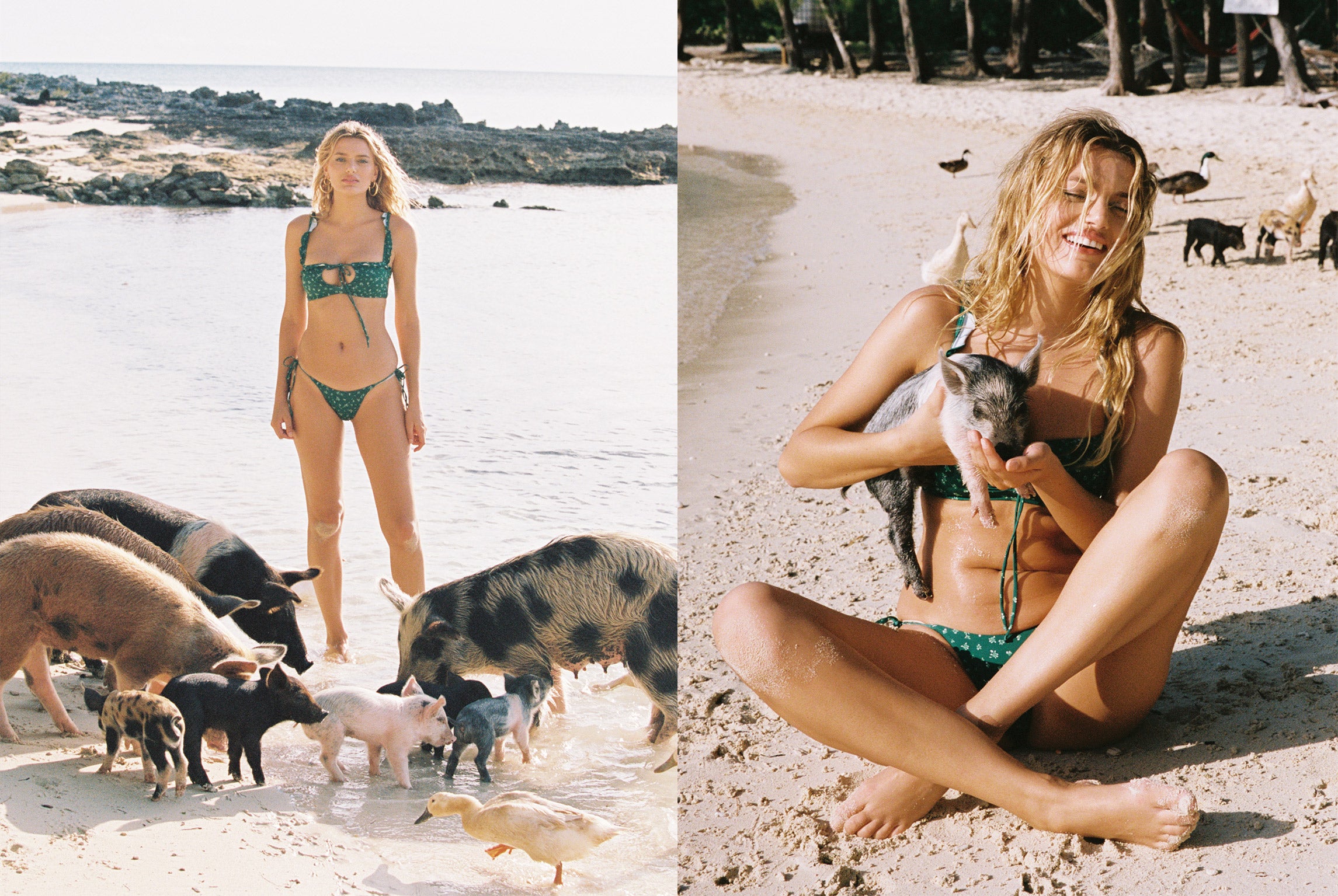 frankies bikinis pig island bahamas