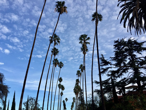 Los Angeles palms Hancock Park