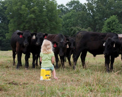 Ella Rose watching cows in pasture