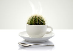 Researchers have developed a drought-resistant tea.