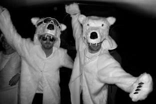 two polar bear Griz Coats in the wild