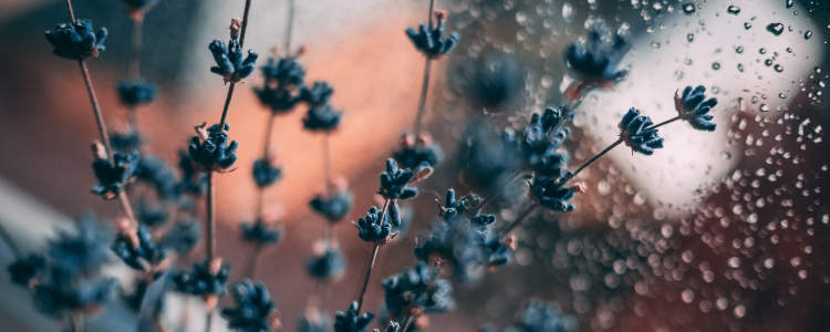 lavender flowers used for cleaning essential oil