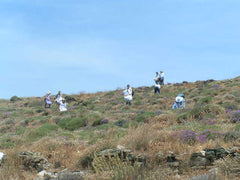 students spread out for harvesting