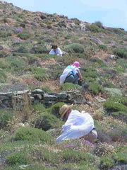 students busy cutting Thymus capitatus