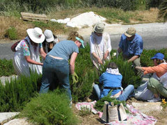 cutting rosemary for distillation