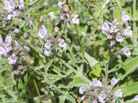 salvia triloba (fruticosa) wild greek sage