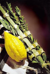 Premium Etrog & Lulav Set from Israel by Other - ModernTribe