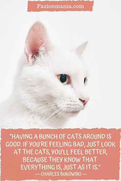 Motivational Cat Quotes