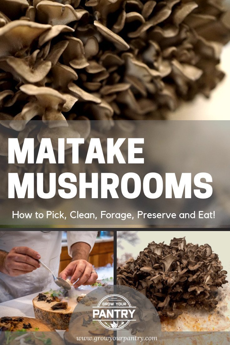 maitake_mushroom_illustrations