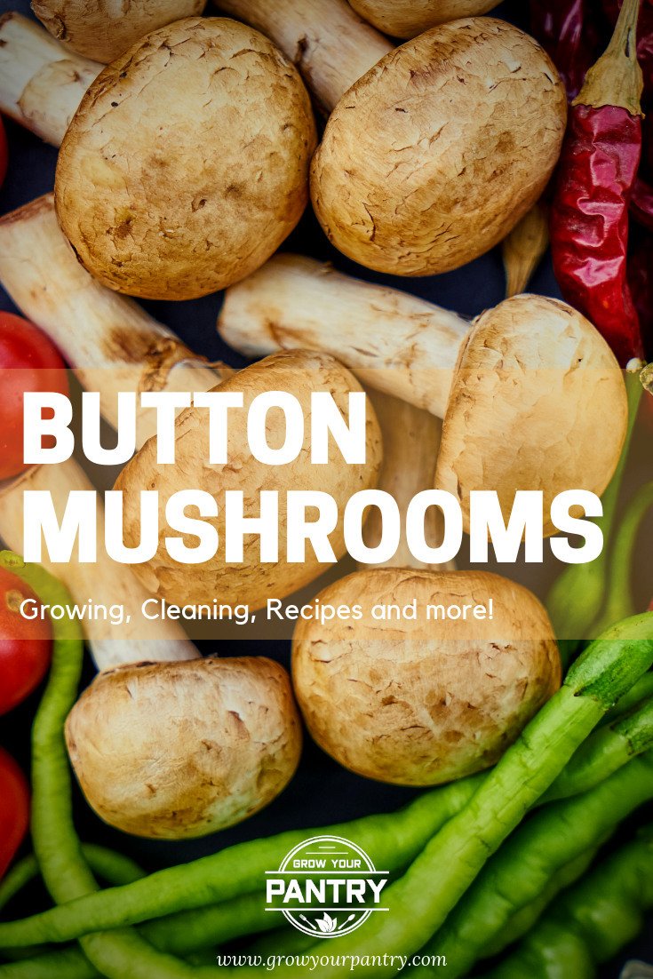 button_mushroom_guide_infographic